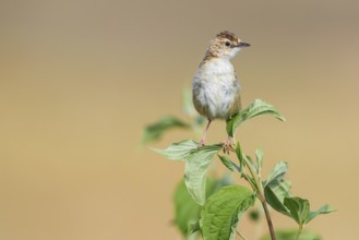 Zitting Cisticola (Cisticola juncidis) perched on a branch, Istria, Croatia