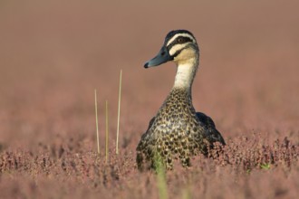 Pacific Black Duck (Anas superciliosa), Victoria, Australia