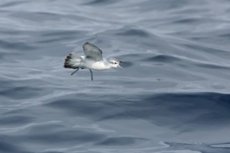Fairy Prion (Pachyptila turtur) flying, Victoria, Australia