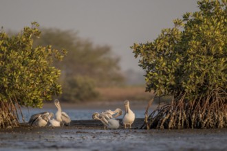Pink-backed Pelican (Pelecanus rufescens) group preening, Senegal