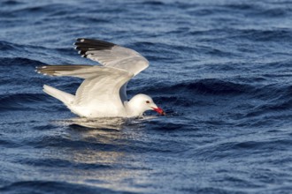 Audouin's Gull (Ichthyaetus audouinii), Ibiza, Spain