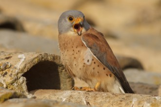 Lesser Kestrel (Falco naumanni), male calling, Castile-La Mancha