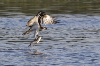 Western Osprey (Pandion haliaetus) flying with fish prey in its claws, Mecklenburg-Western