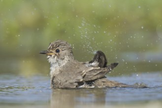 Spotted Flycatcher (Muscicapa striata) bathing, Aosta Valley, Italy
