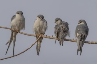 Scissor-tailed Kite (Chelictinia riocourii) group of four perched in tree, Senegal
