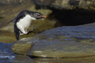 Rockhopper Penguin (Eudyptes chrysocome) emerging from the ocean in the Falkland Islands