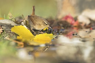 Eurasian Wren (Troglodytes troglodytes) at waterhole, Aosta Valley, Italy