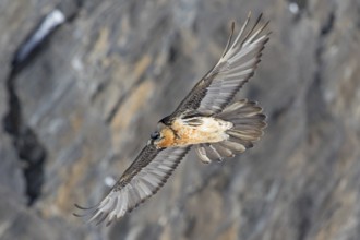 Bearded Vulture (Gypaetus barbatus) flying, Valais, Switzerland