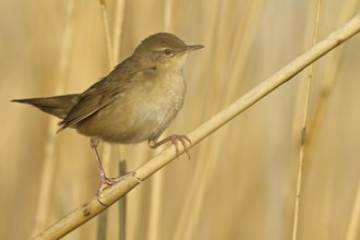 Savi's Warbler (Locustella luscinioides), Rhineland-Palatinate, Germany