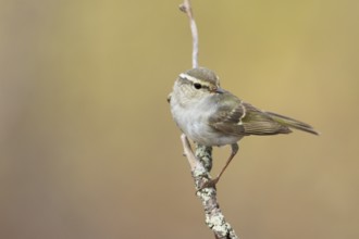 Yellow-browed Warbler - Gelbbrauen-Laubsänger - Phylloscopus inornatus, Russia (Ural)