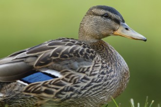 Mallard (Anas platyrhynchos), female portrait, Cairngorms National Park, Scotland, United Kingdom