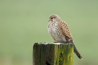 Torenvalk zit op paal met rijp; Common Kestrel seated on pole with ripe