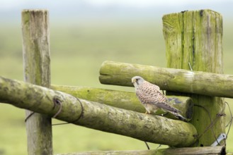 Torenvalk; Common Kestrel; Falco tinnunculus;