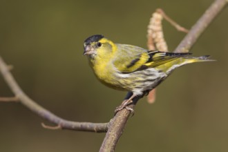 Eurasian Siskin - Erlenzeisig - Carduelis spinus, adult male, Germany