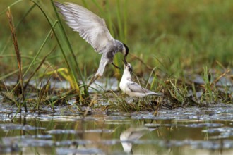 Whiskered Tern (Chlidonias hybrida) feeding juvenile, Castile-La Mancha, Spain