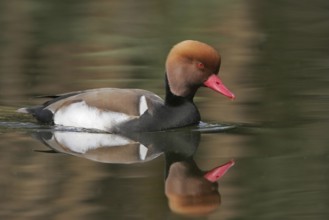 Red-crested Pochard (Netta rufina) male, Arizona, USA