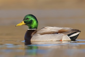 Mallard (Anas platyrhynchos) male, British Columbia, Canada