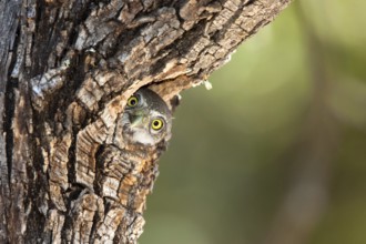 Northern Pygmy-Owl Glaucidium gnoma Huachuca Mountains, Cochise County, Arizona, United States 4