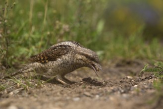 Eurasian Wryneck (Jynx torquilla) foraging, Saxony, Germany