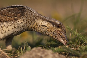 Eurasian Wryneck (Jynx torquilla) foraging, Saxony, Germany