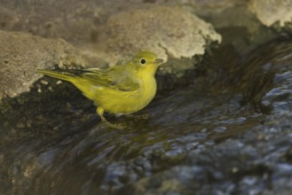 American Yellow Warbler (Setophaga aestiva), Arizona, USA