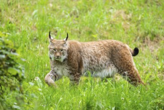 Eurasian lynx (Lynx lynx) walking in the grass, Bavaria, Germany