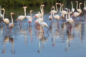 Pink flamingos (Phoenicopterus roseus), standing in the pond, Pont de Gau Bird Park,