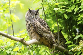 Eurasian eagle-owl (Bubo bubo) sitting on a branch, captive, Bavaria, Germany