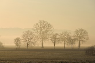 Meadows and trees in the early morning mist in the light of the rising sun, Reusstal, Aristau,
