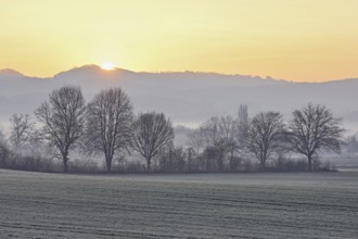 Meadows and trees in the early morning mist in the light of the rising sun, Reusstal, Aristau,
