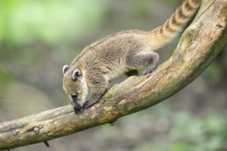South American coati (Nasua nasua) youngster klimbing a little tree, captive, Zoo Augsburg