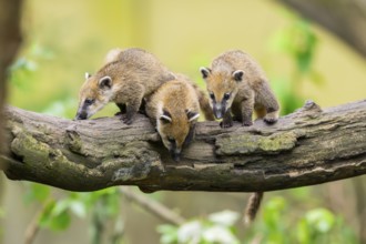 South American coati (Nasua nasua) youngsters on an old tree trunk, captive, Zoo Augsburg
