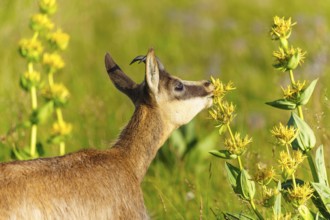 Chamois standing in a green meadow and smelling yellow flowers. Peaceful nature scene with bright