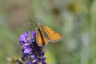 Large skipper (Ochlodes venatus), collecting nectar from a flower of Common lavender (Lavandula
