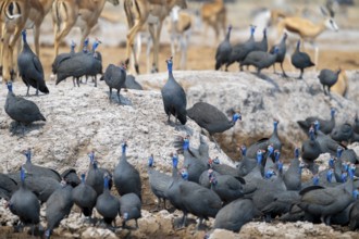 Helmeted guinea fowl (Numida meleagris), flock at the waterhole, Nxai Pan National Park, Botswana