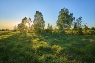 Sunlight breaks through a grove of trees and illuminates a wide, grassy landscape in the early