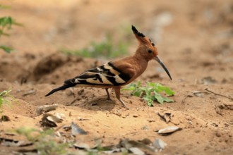 African hoopoe (Upupa africana), adult, alert, on the ground, foraging, Kruger, Kruger National