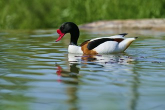Shelduck (Tadorna tadorna), enjoys the water with a calm appearance, France