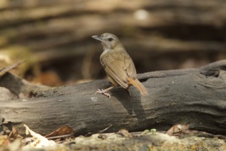 Abbott's Babbler (Malacocincla abbotti), Bangkok, Thailand