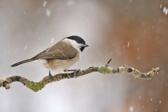 Marsh Tit (Poecile palustris), Utrecht, Netherlands