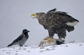 White-tailed Eagle (Haliaeetus albicilla) calling, Norway