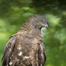 European Honey Buzzard (Pernis apivorus), Subotica, Serbia