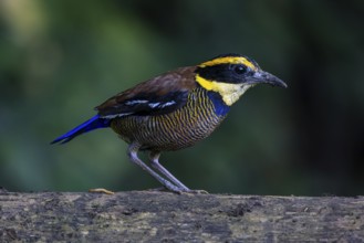 Javan Banded Pitta (Hydrornis guajanus) male, Bali, Indonesia