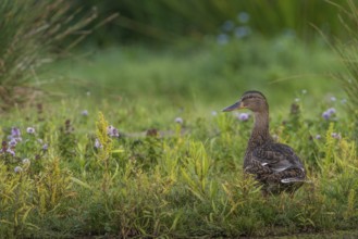 Mallard (Anas platyrhynchos) female, Schleswig-Holstein, Germany