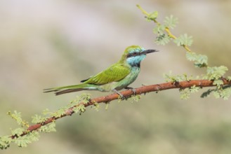 Green Bee-eater (Merops orientalis), Eilat, Israel