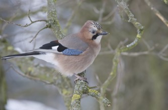Eurasian Jay (Garrulus glandarius), Saxony, Germany