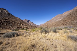 Tsisab Gorge, White Lady Trail, desert landscape, Brandberg, Erongo, Damaraland, Namibia