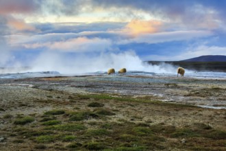 Free-range sheep grazing, sulphur vapour, evening sky, Hveravellir geothermal area, Icelandic