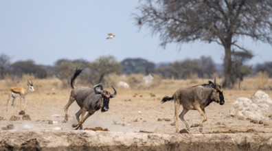 Blue wildebeest (Connochaetes taurinus), two animals running, Nxai Pan National Park, Botswana
