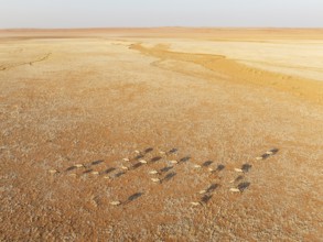 Gemsbok (Oryx gazella). Roaming an arid plain at the edge of the Namib Desert. Aerial view. Drone